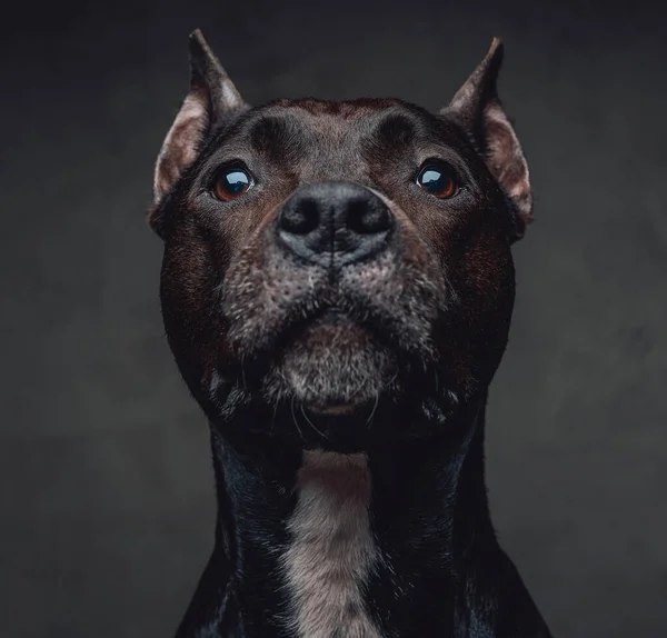 Portrait de bullterrier brun foncé sur fond sombre — Photo