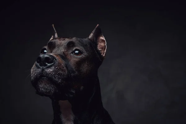 Sötétbarna szőrme bullterrier ellen sötét háttér — Stock Fotó