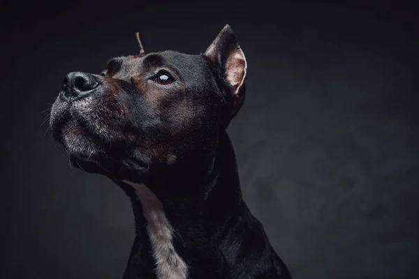 Bullterrier fourrure brun foncé sur fond sombre — Photo