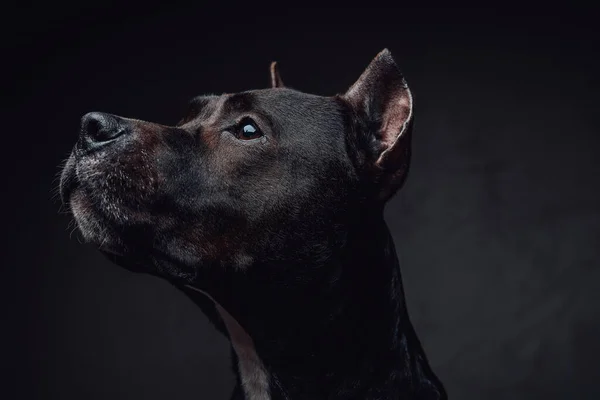 Portrait de canine bullterrier sur fond sombre — Photo