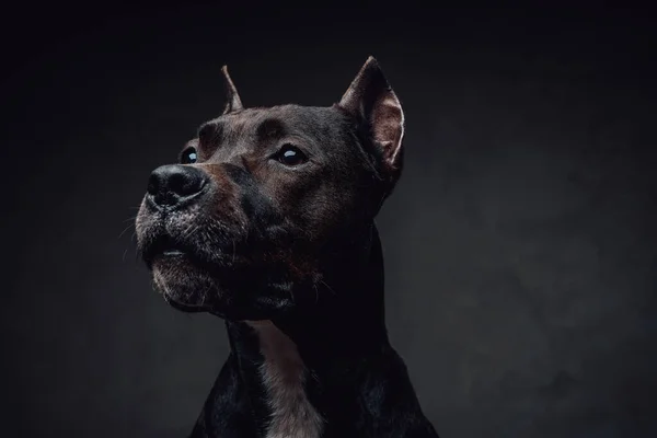 Portret van bullterrier hond tegen donkere achtergrond — Stockfoto