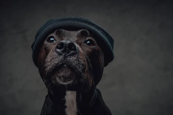 Мода собака в шляпе на голове — стоковое фото