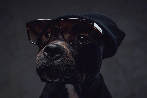 Черная собака в шляпе и солнцезащитных очках — стоковое фото