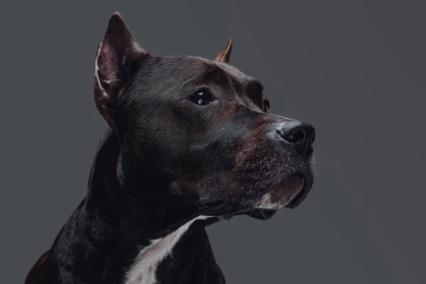 Studio shot of bull terrier with dark brown fur — Stok Foto