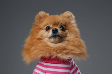 Gri arka planda yalıtılmış tüylü ve komik Pomerian köpeği