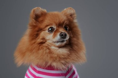 Gri arka planda yalıtılmış tüylü ve komik Pomerian köpeği