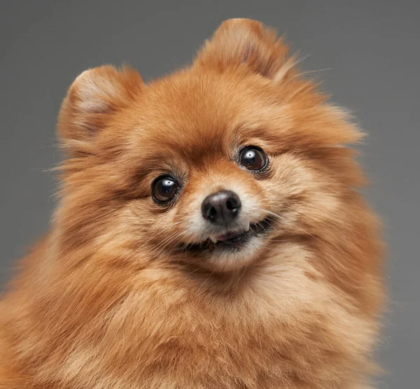 Pomeranian αφράτο κατοικίδιο ζώο κοιτάζοντας κάμερα σε γκρι φόντο — Φωτογραφία Αρχείου