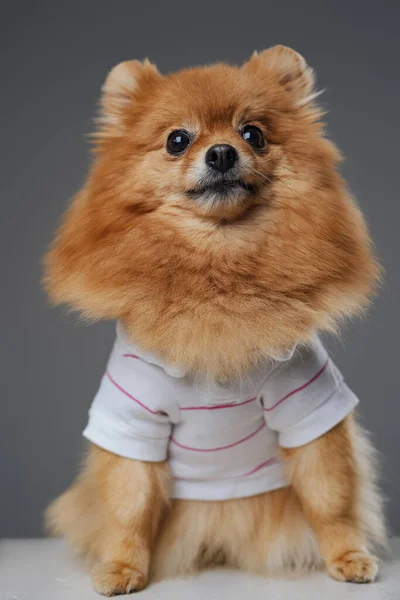 Στιγμιότυπο μικροσκοπικού και αστείου πομεριανού σκύλου σε γκρι φόντο — Φωτογραφία Αρχείου