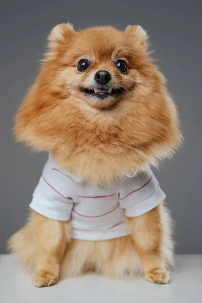 工作室拍摄的小纯种波美拉尼亚犬 毛茸茸的 身穿白衬衫 — 图库照片