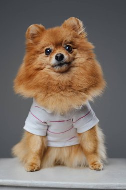 Gri arka planda beyaz gömlek giymiş küçük ve tüylü pomeranya köpeği..