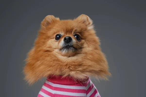 Isolado no fundo cinza fofo e engraçado cachorrinho pomerian — Fotografia de Stock