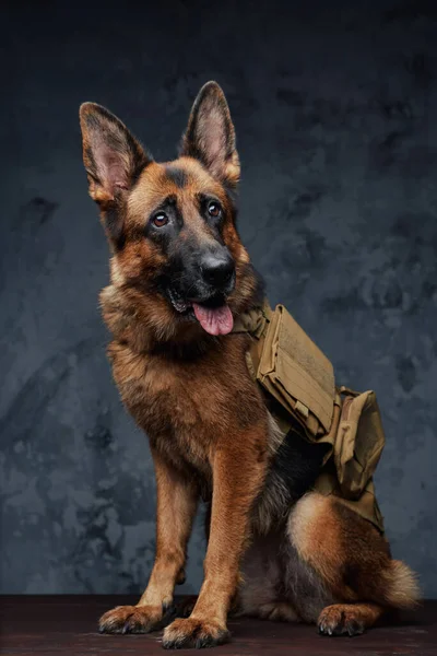 Dog traveler german shepherd breed with backpack — Stock Photo, Image
