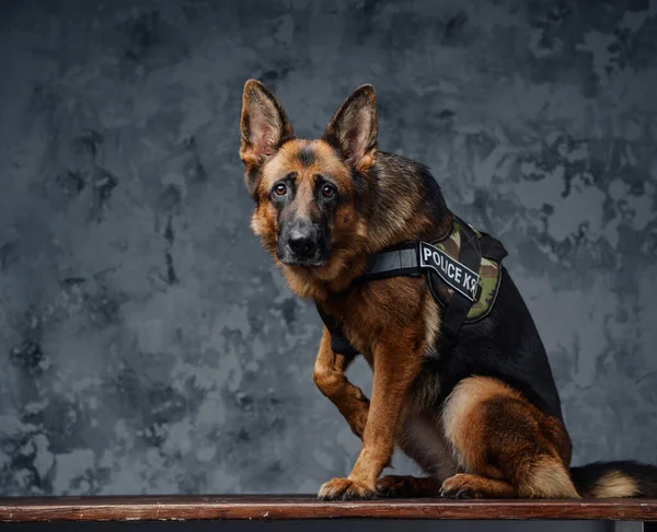 Polis üniformalı Alman çoban köpeği. — Stok fotoğraf