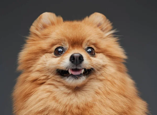 Pomerania peluda mascota mirando a la cámara sobre fondo gris —  Fotos de Stock