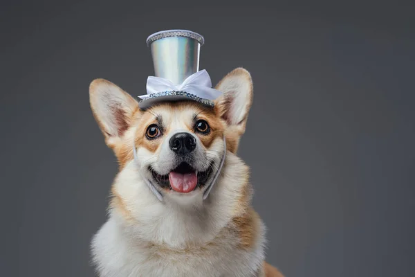 Cão feliz engraçado com chapéu superior e pele marrom brilhante — Fotografia de Stock