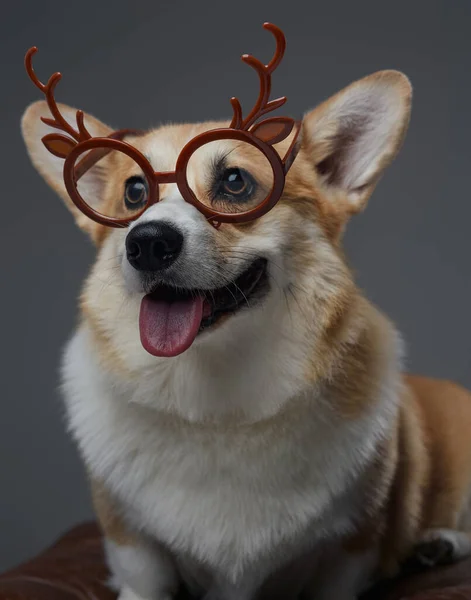 Gri arka planda geyik gözlüklü neşeli küçük köpek — Stok fotoğraf