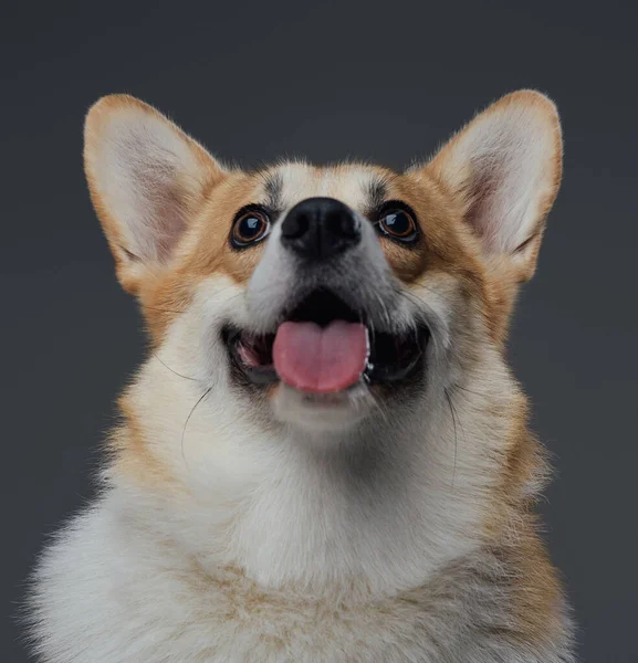 Roztomilé štěně s otevřenými ústy na šedém pozadí — Stock fotografie