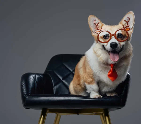 Feliz perro de raza cárdigan con gafas en silla de cuero —  Fotos de Stock