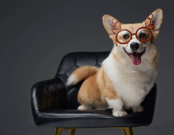 Cheerful doggy with eyewear sitting on leather chair — Stock Photo, Image