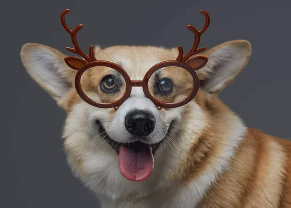 Бытовая счастливая собака в очках на сером фоне — стоковое фото