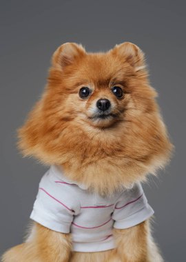 Beyaz gömlekli komik Pomerian köpeği stüdyoda poz veriyor.