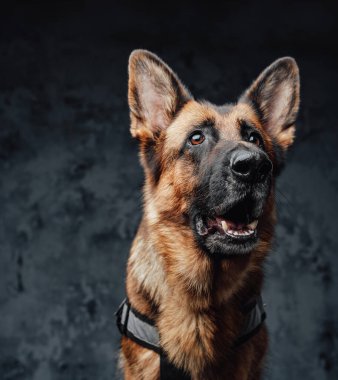 Kahverengi kürklü neşeli Alman çoban köpeği.