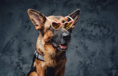 Koyu arkaplanda pembe güneş gözlüklü şık bir Alman çoban köpeği.