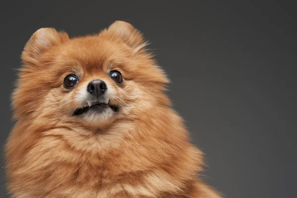 Pomerian breed fluffy tiny doggy against gray background — Stock Photo, Image