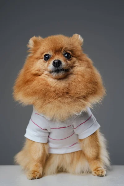 Vestido com camisa branca pequeno animal de estimação canino contra fundo cinza — Fotografia de Stock