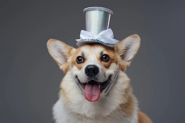 Cão feliz engraçado com chapéu superior e pele marrom brilhante — Fotografia de Stock