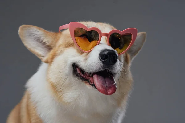 Cárdigan perrito raza con gafas de sol contra fondo gris —  Fotos de Stock