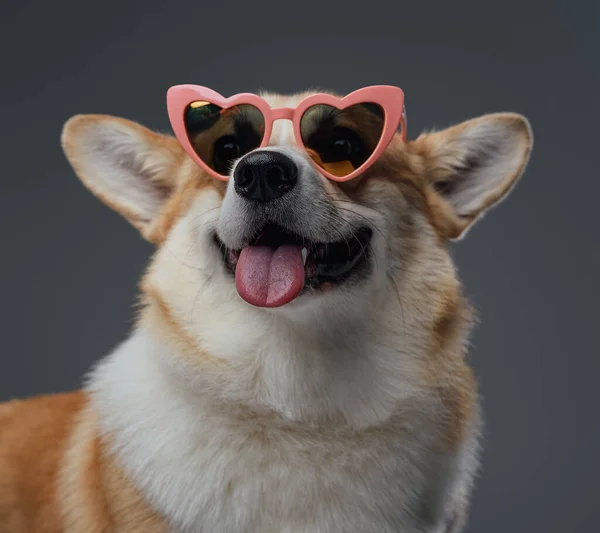 Doggy cardigan breed with sunglasses against gray background — Stock Photo, Image
