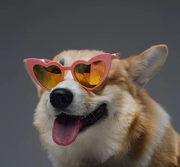 Feliz perrito de moda con gafas de sol sobre fondo gris —  Fotos de Stock