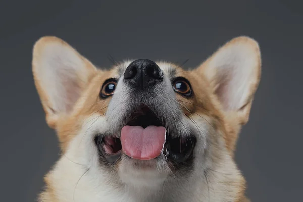 Leuke puppy met geopende mond tegen grijze achtergrond — Stockfoto