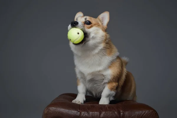 Anjing dengan bola tenis di mulut dengan latar belakang abu-abu — Stok Foto