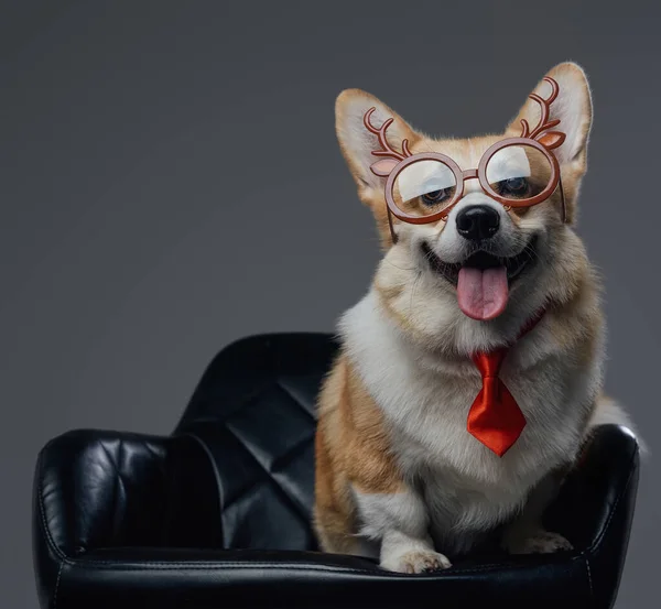 Счастливая собака с красным галстуком и очками на стуле — стоковое фото