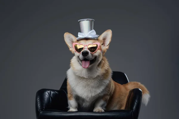 Śmieszny pies w okularach przeciwsłonecznych i kapeluszu na szarym tle — Zdjęcie stockowe