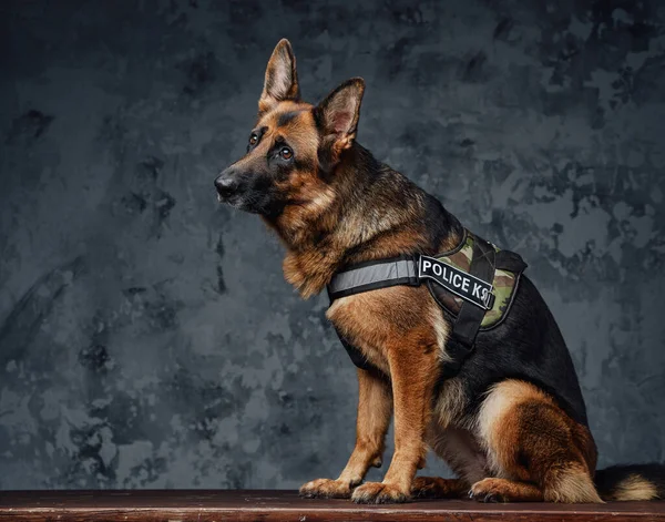 Polícia pastor alemão vestido com uniforme policial — Fotografia de Stock