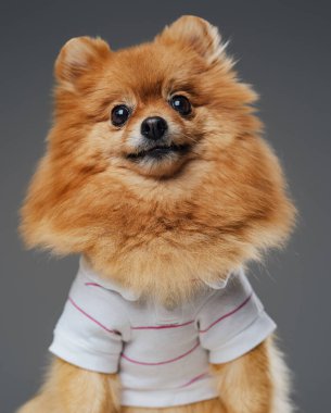 Beyaz gömlekli komik Pomerian köpeği stüdyoda poz veriyor.