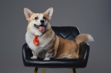 Gri arka planda kravatlı neşeli bir köpek.
