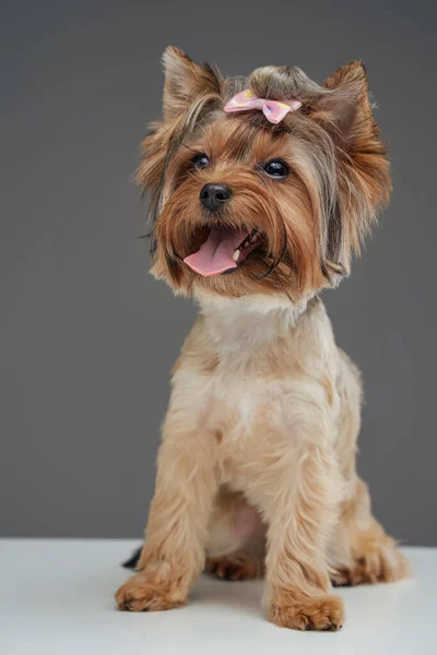 Niedlicher Yorkshire Terrier Welpe mit beigem Fell isoliert auf grau — Stockfoto