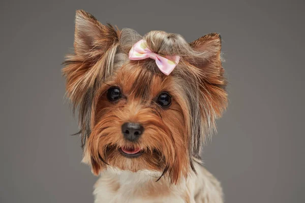 Zdjęcie głowy psa z yorkshire terrier na szarym tle — Zdjęcie stockowe