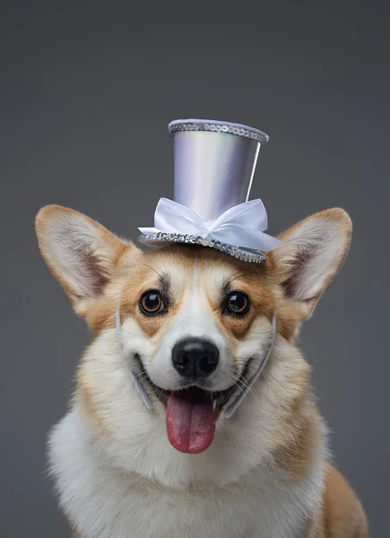 Funny happy doggy with top hat and bright brown fur — Stock Photo, Image