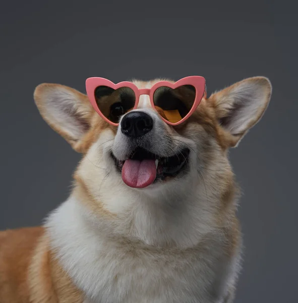 Raça cardigan Doggy com óculos de sol contra fundo cinza — Fotografia de Stock