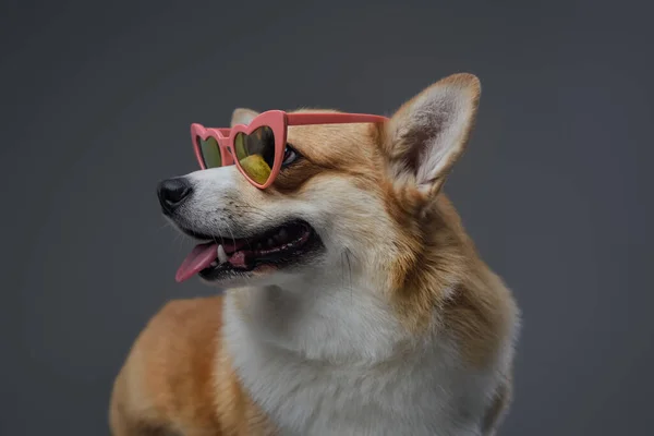Feliz perrito de moda con gafas de sol sobre fondo gris —  Fotos de Stock
