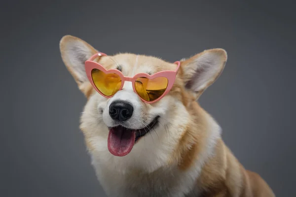 Модная счастливая собака с розовым сердцем в очках — стоковое фото