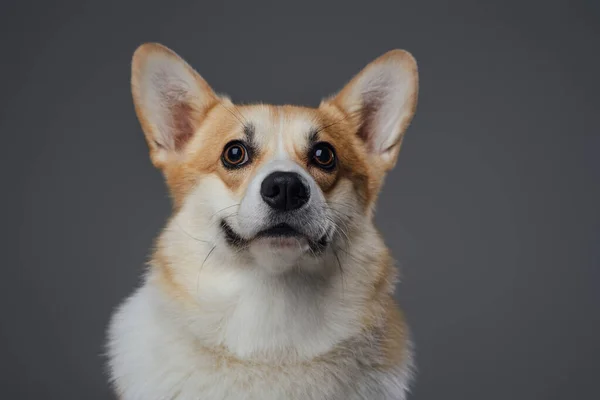 Cardigan Doggy raça com pele de laranja contra fundo cinza — Fotografia de Stock