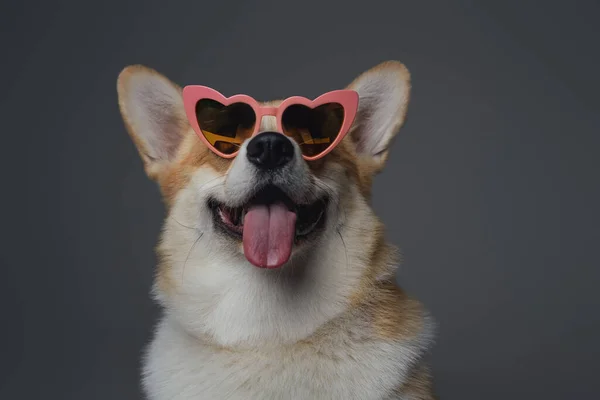 Fröhlicher Hund mit herzförmiger Brille vor grauem Hintergrund — Stockfoto