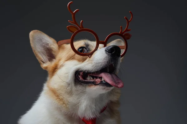 Cachorro alegre con gafas de reno sobre fondo gris —  Fotos de Stock