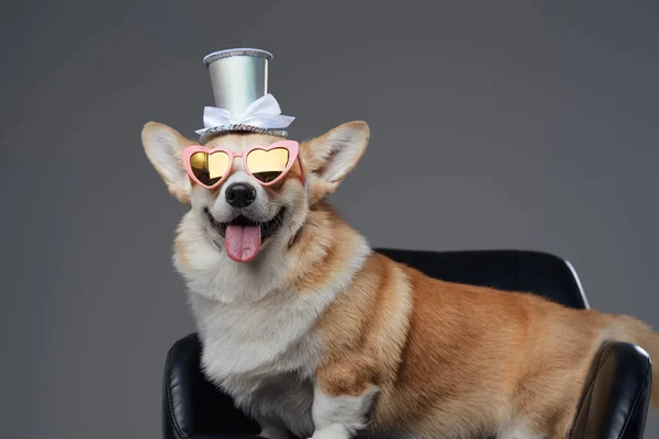 Αστείος σκύλος με γυαλιά ηλίου και top hat σε γκρι φόντο — Φωτογραφία Αρχείου